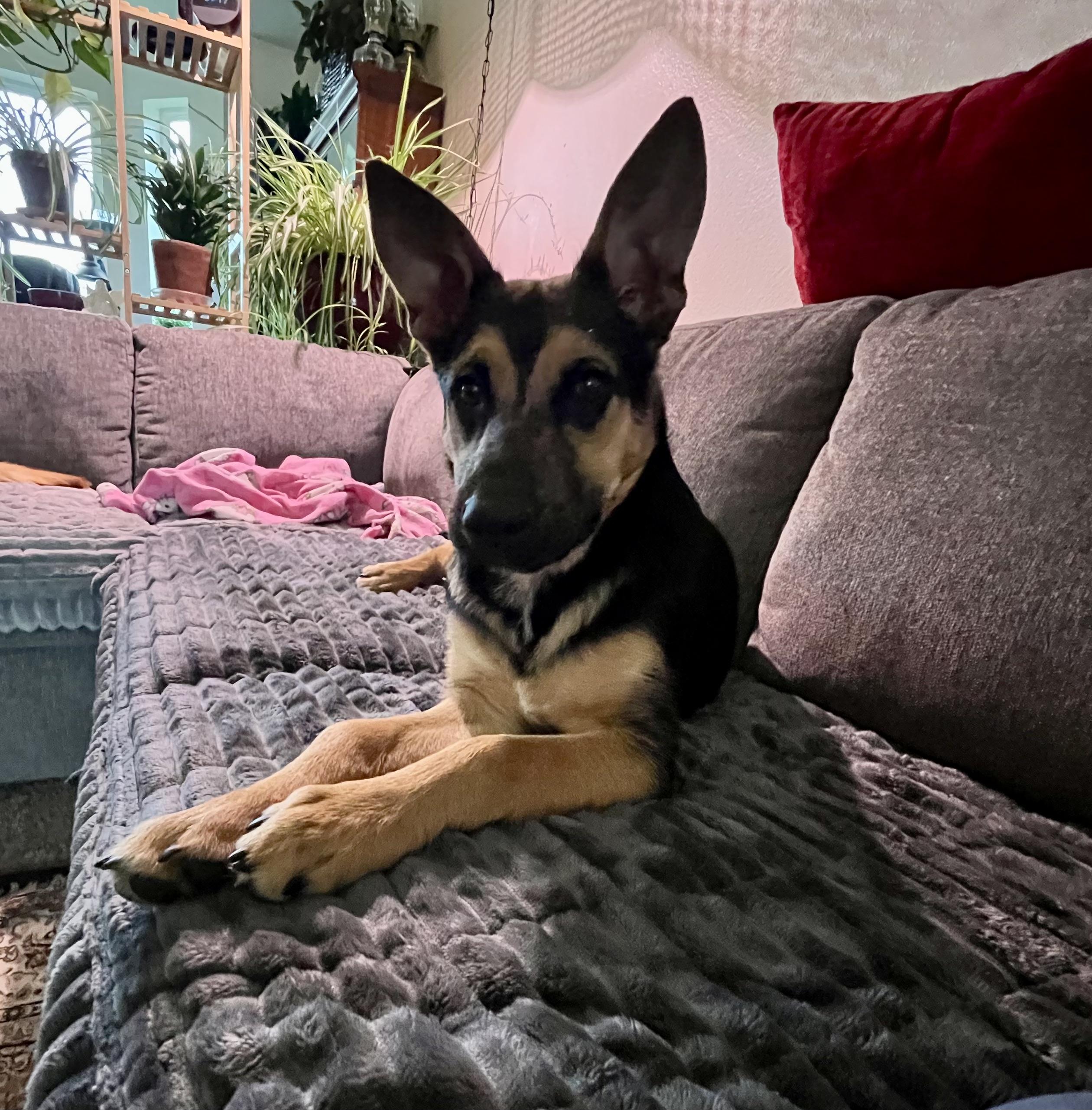 Enlarge Ricki, a Adoptable mixed breed in COVINGTON, WA image 3/6