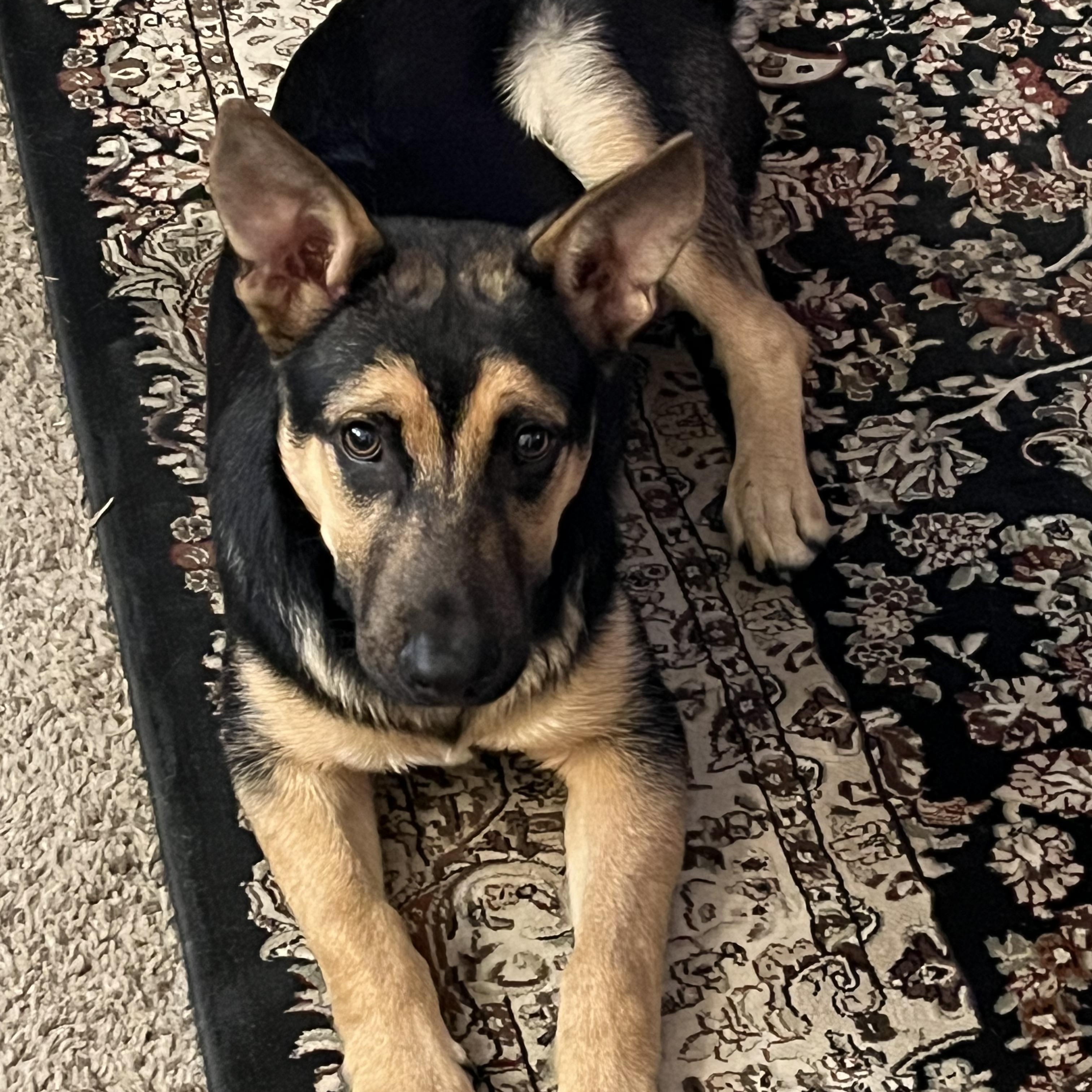 Enlarge Ricki, a Adoptable mixed breed in COVINGTON, WA image 4/6