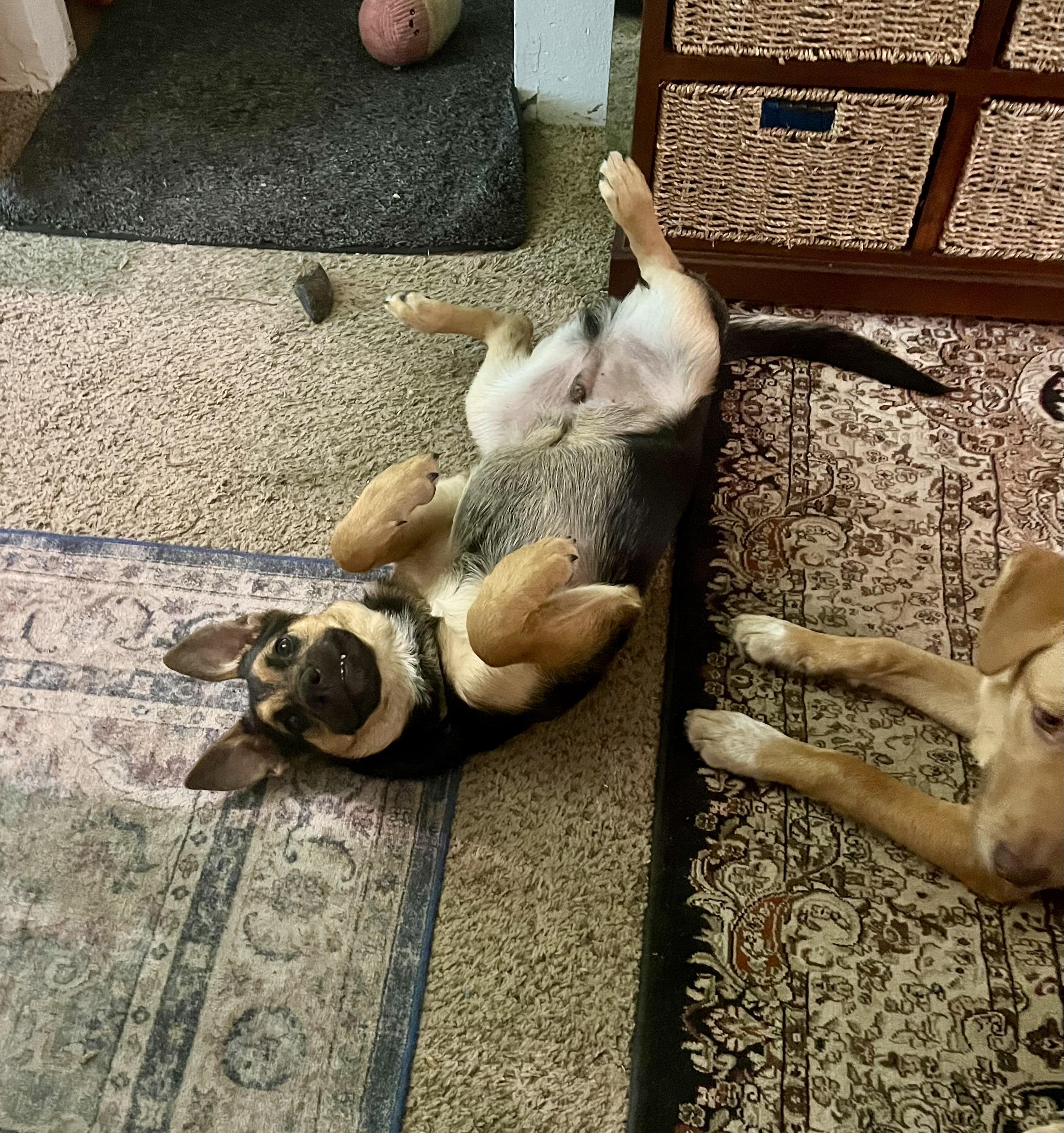 Enlarge Ricki, a Adoptable mixed breed in COVINGTON, WA image 5/6