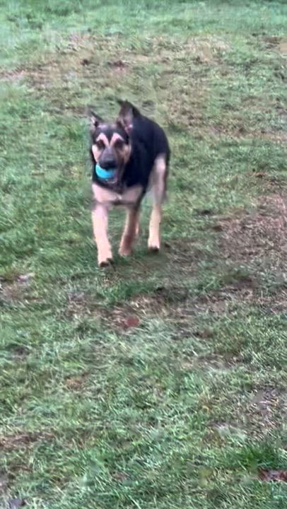 Enlarge Ricki, a Adoptable mixed breed in COVINGTON, WA video 6/6