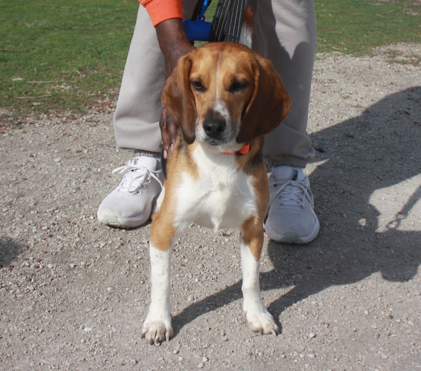 Rocket, ADOPTABLE, Adult Male Beagle.