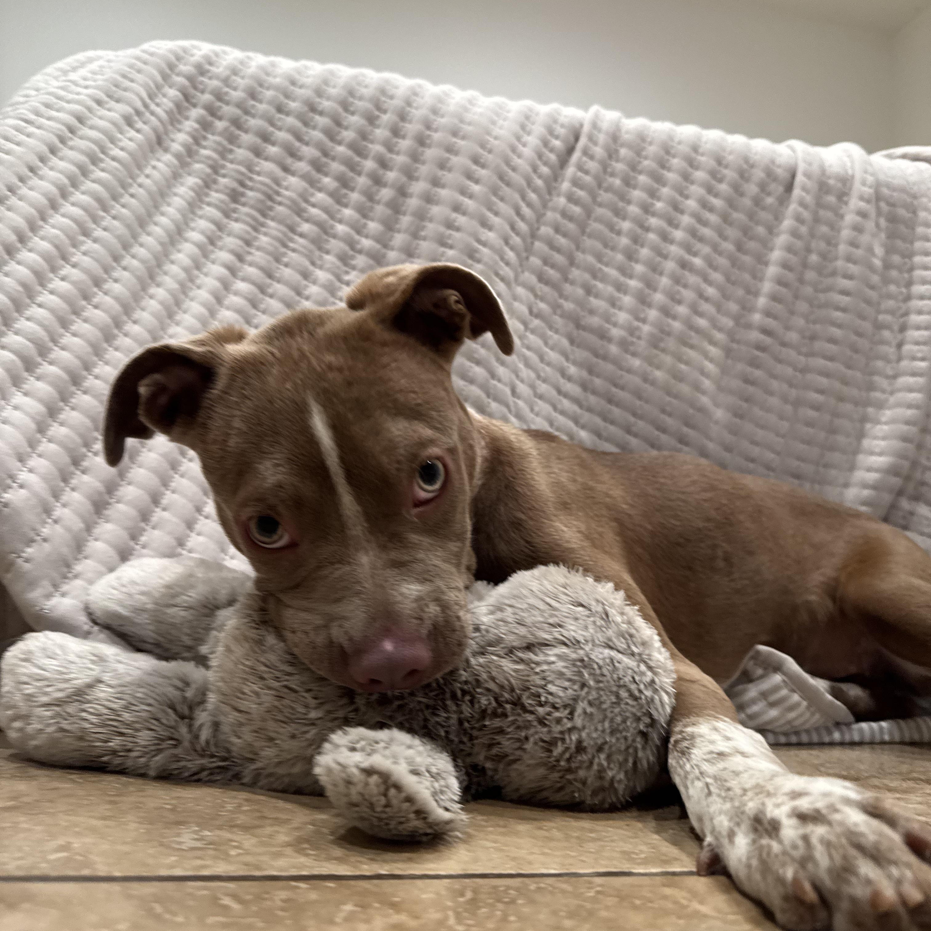 Elektra, ADOPTABLE, Young Female Pit Bull Terrier & Cattle Dog.