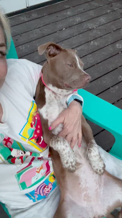 Enlarge Elektra, a ADOPTABLE mixed breed in Sun Valley, CA video 4/5