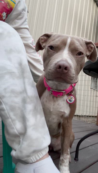 Enlarge Elektra, a ADOPTABLE mixed breed in Sun Valley, CA video 3/5