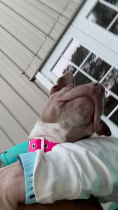 Enlarge Elektra, a ADOPTABLE mixed breed in Sun Valley, CA video 5/5
