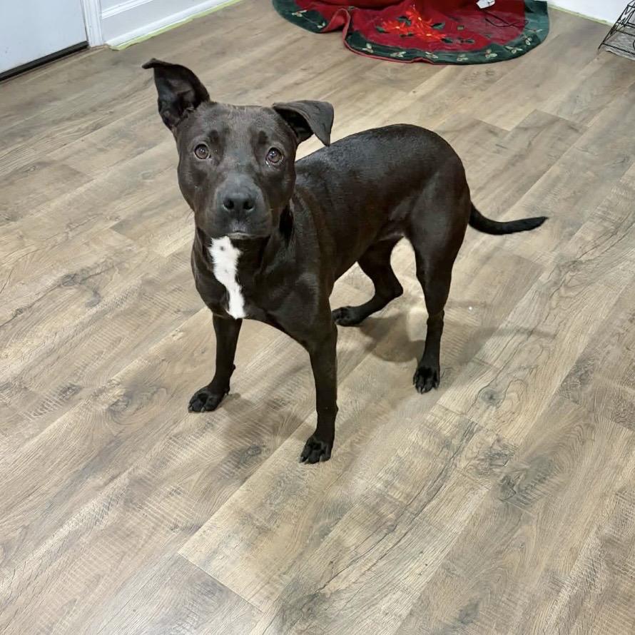 Enlarge Gloria, a Adoptable Mixed Breed in Milton, FL image 1/6