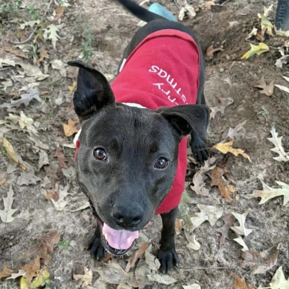 Enlarge Gloria, a Adoptable Mixed Breed in Milton, FL image 2/6