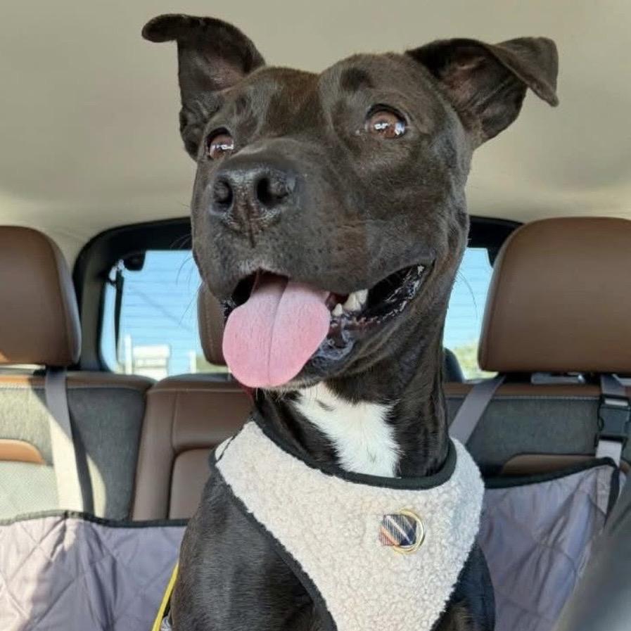 Enlarge Gloria, a Adoptable Mixed Breed in Milton, FL image 4/6