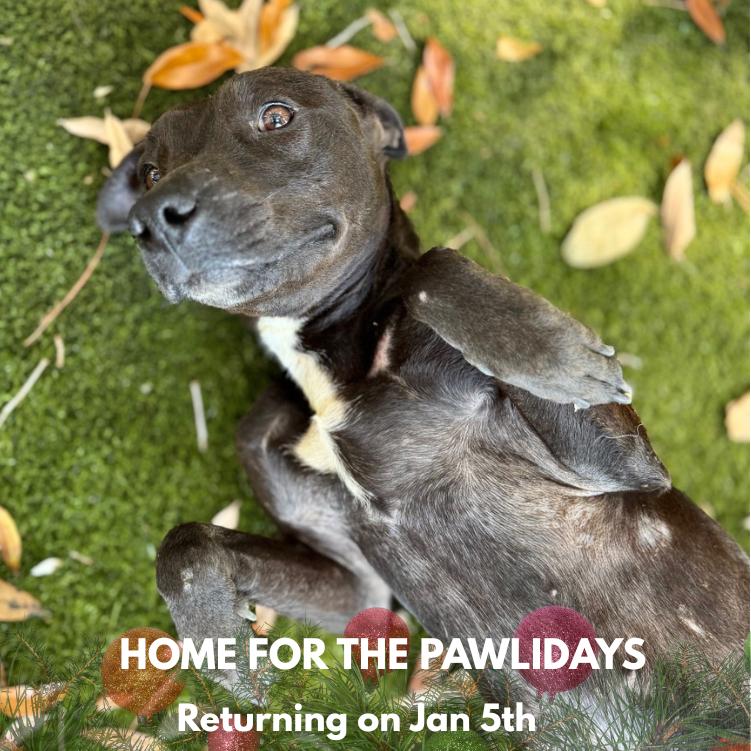 Gloria, Adoptable, Adult Female Mixed Breed.