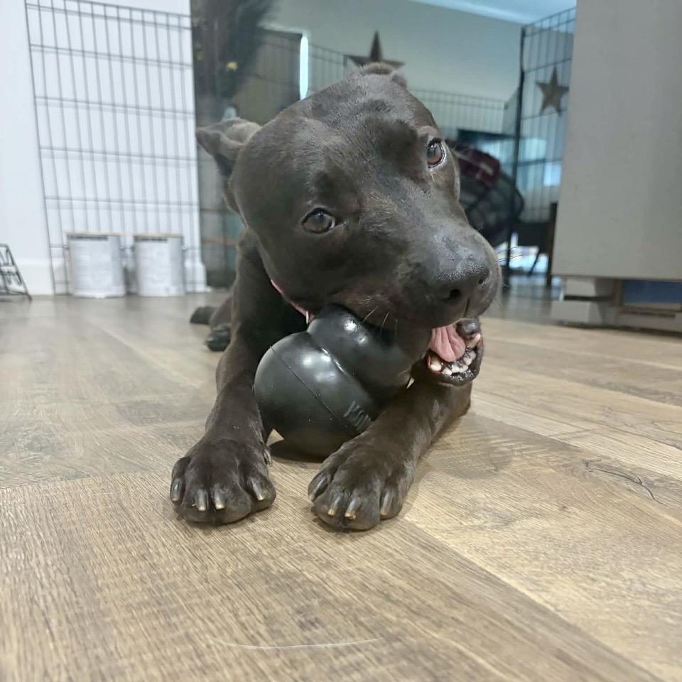 Enlarge Gloria, a Adoptable Mixed Breed in Milton, FL image 5/6