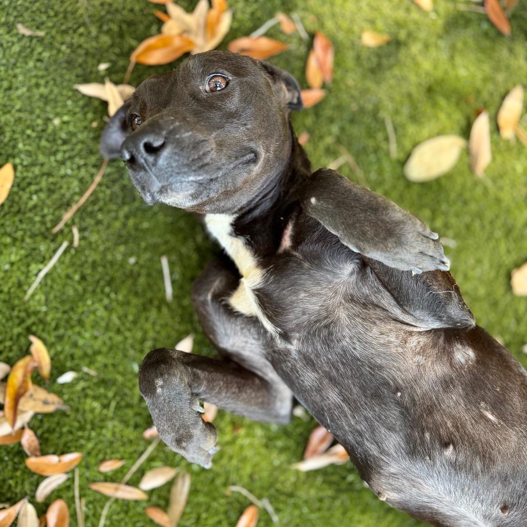 Enlarge Gloria, a Adoptable Mixed Breed in Milton, FL image 1/1
