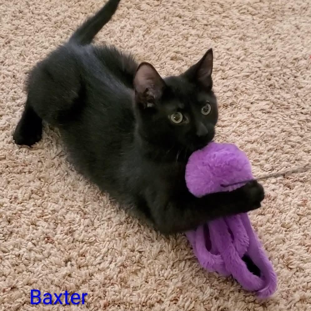 Enlarge Baxter, a ADOPTABLE Domestic Short Hair in Sedalia, MO image 4/4