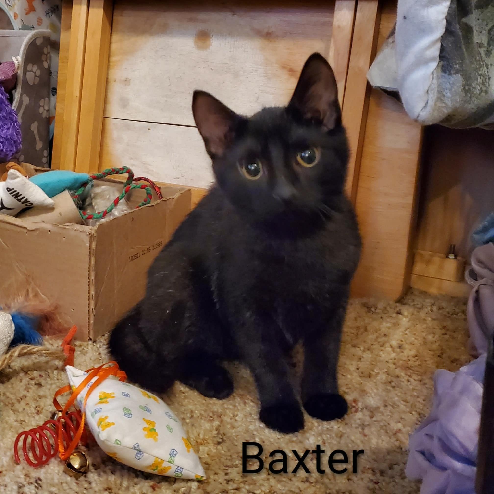 Enlarge Baxter, a ADOPTABLE Domestic Short Hair in Sedalia, MO image 2/4