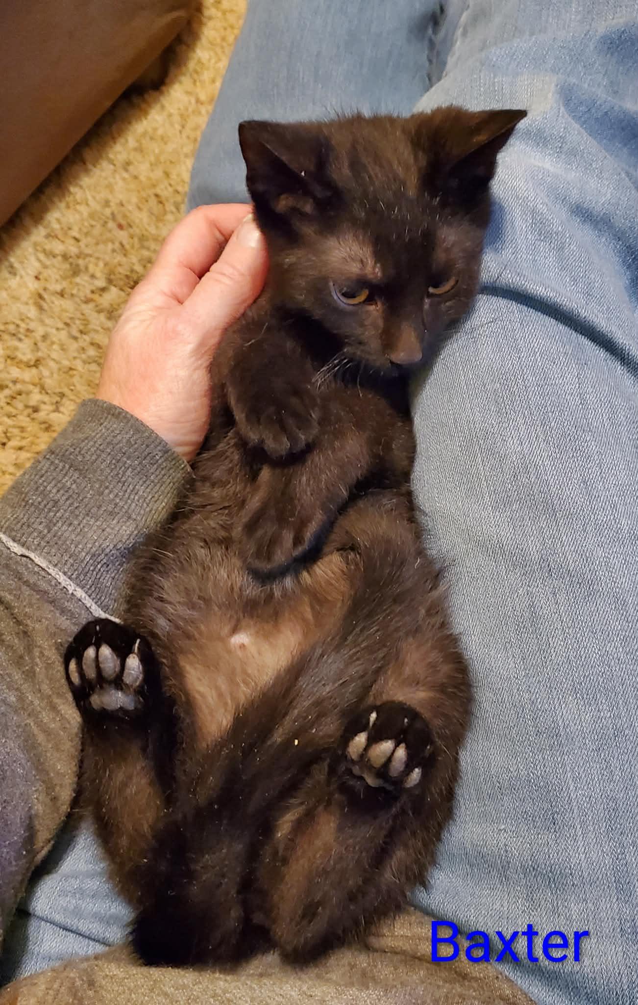 Enlarge Baxter, a ADOPTABLE Domestic Short Hair in Sedalia, MO image 3/4