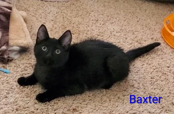 Enlarge Baxter, a ADOPTABLE Domestic Short Hair in Sedalia, MO image 1/4