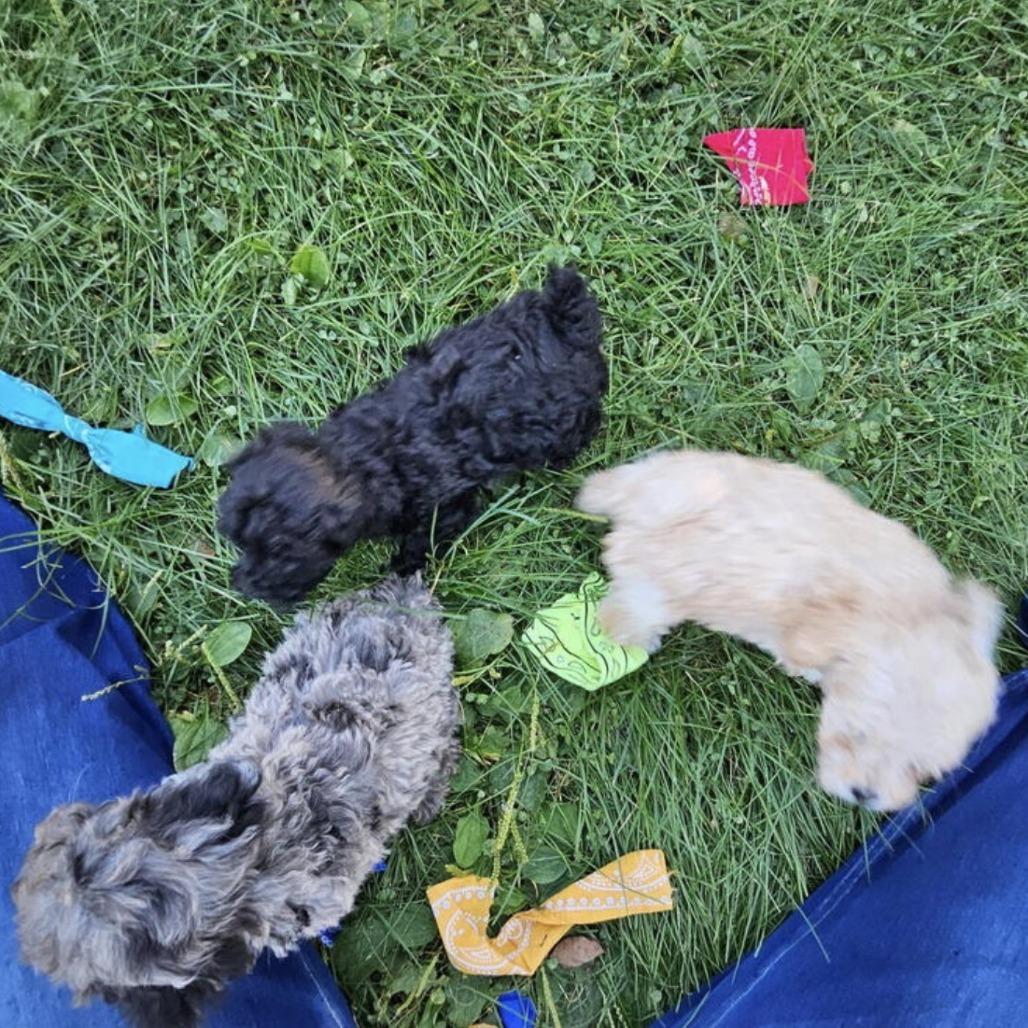 Enlarge Oslo D12786, a Adoptable Miniature Poodle in Elk River, MN image 2/2