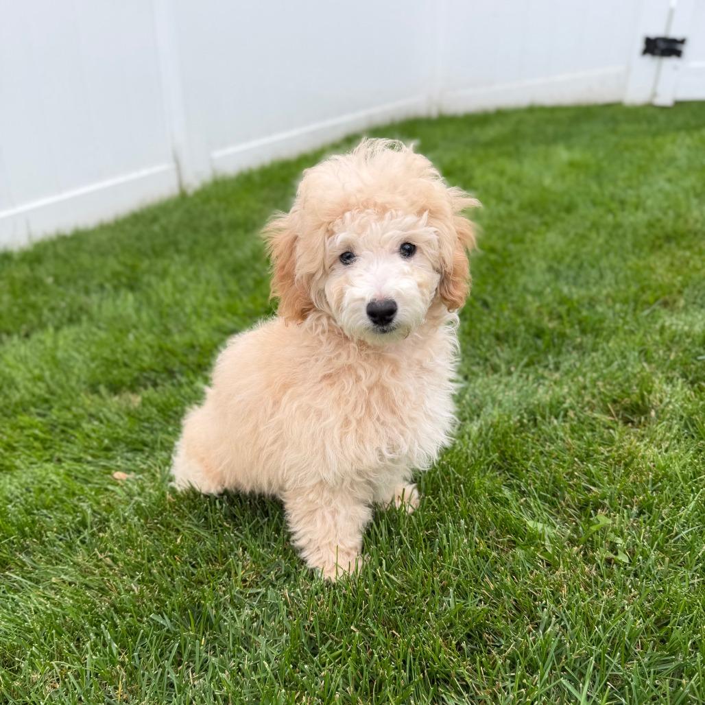 Oslo D12786, Adoptable, Puppy Male Miniature Poodle.