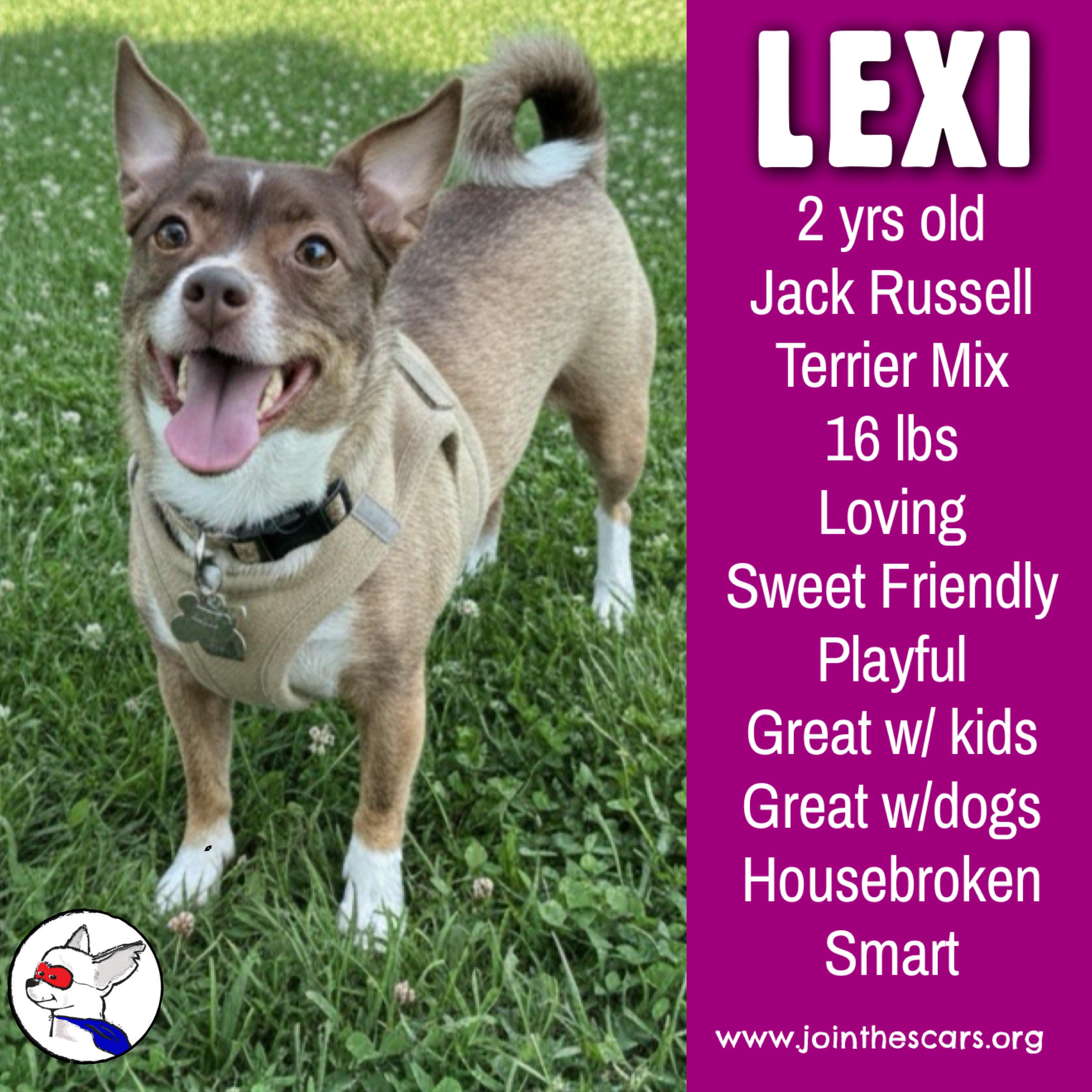 Lexi, ADOPTABLE, Young Female Jack Russell Terrier & Terrier.