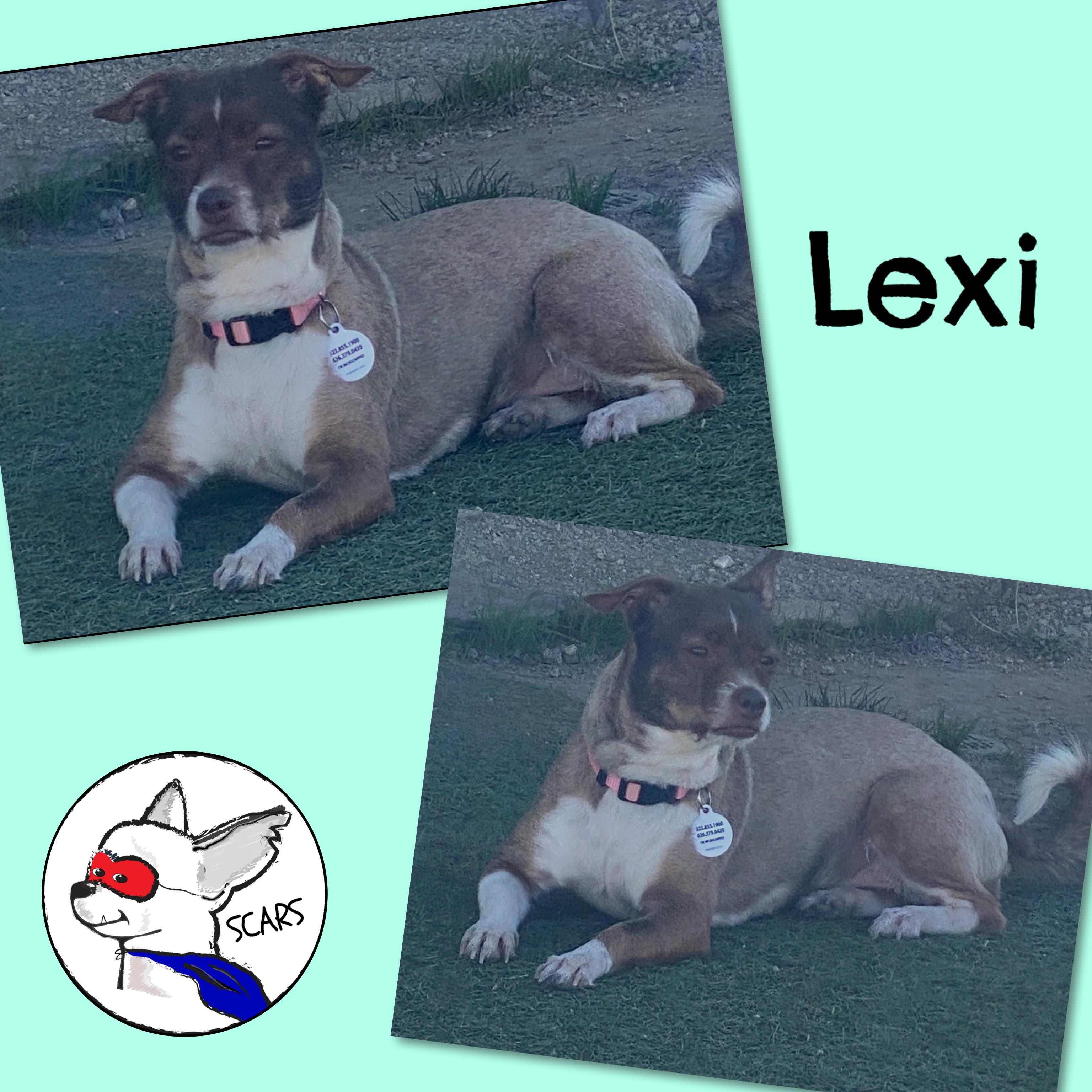 Enlarge Lexi, a ADOPTABLE Chihuahua in Glendora, CA image 6/6