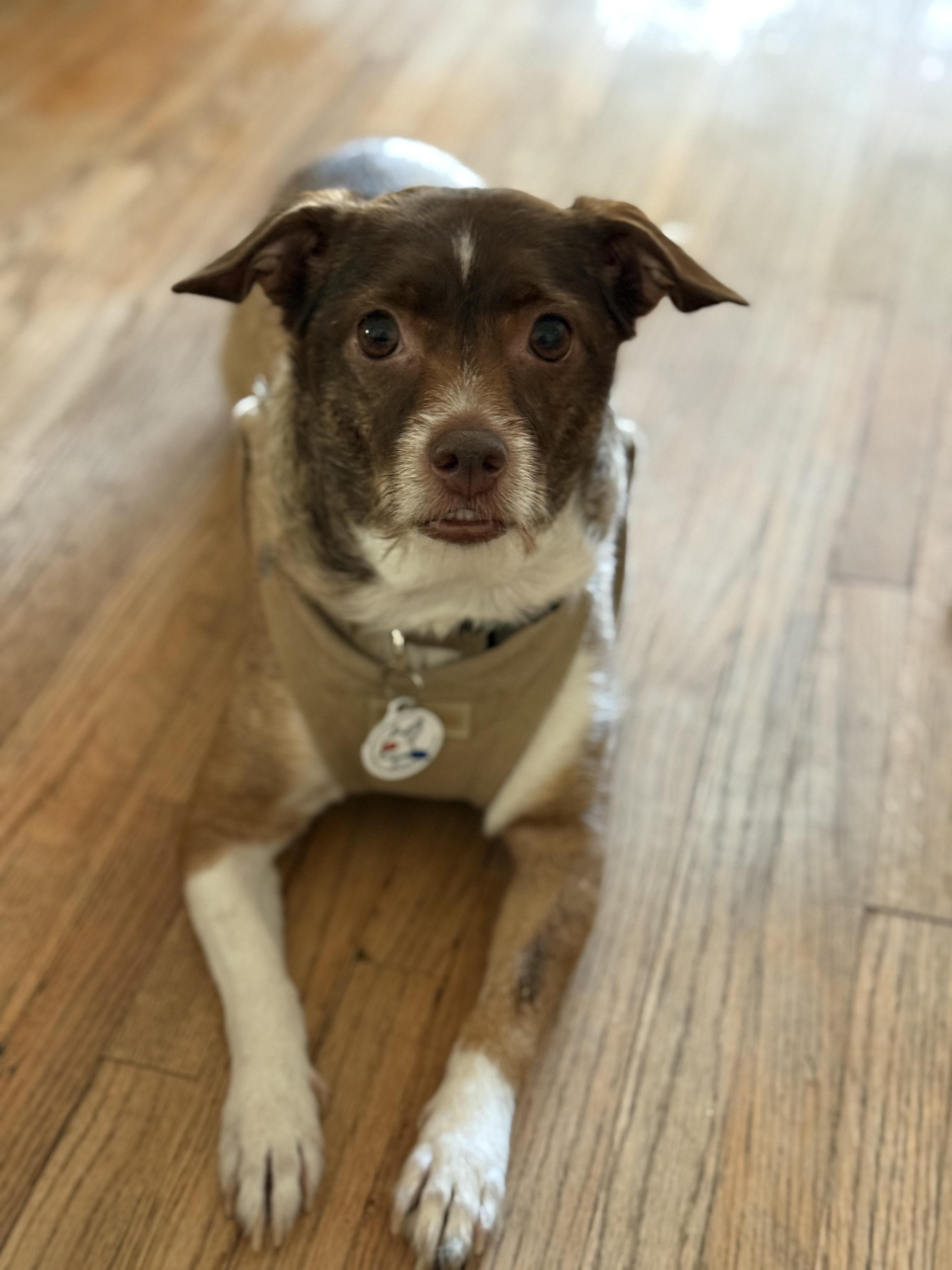 Enlarge Lexi, a ADOPTABLE mixed breed in Glendora, CA image 5/6