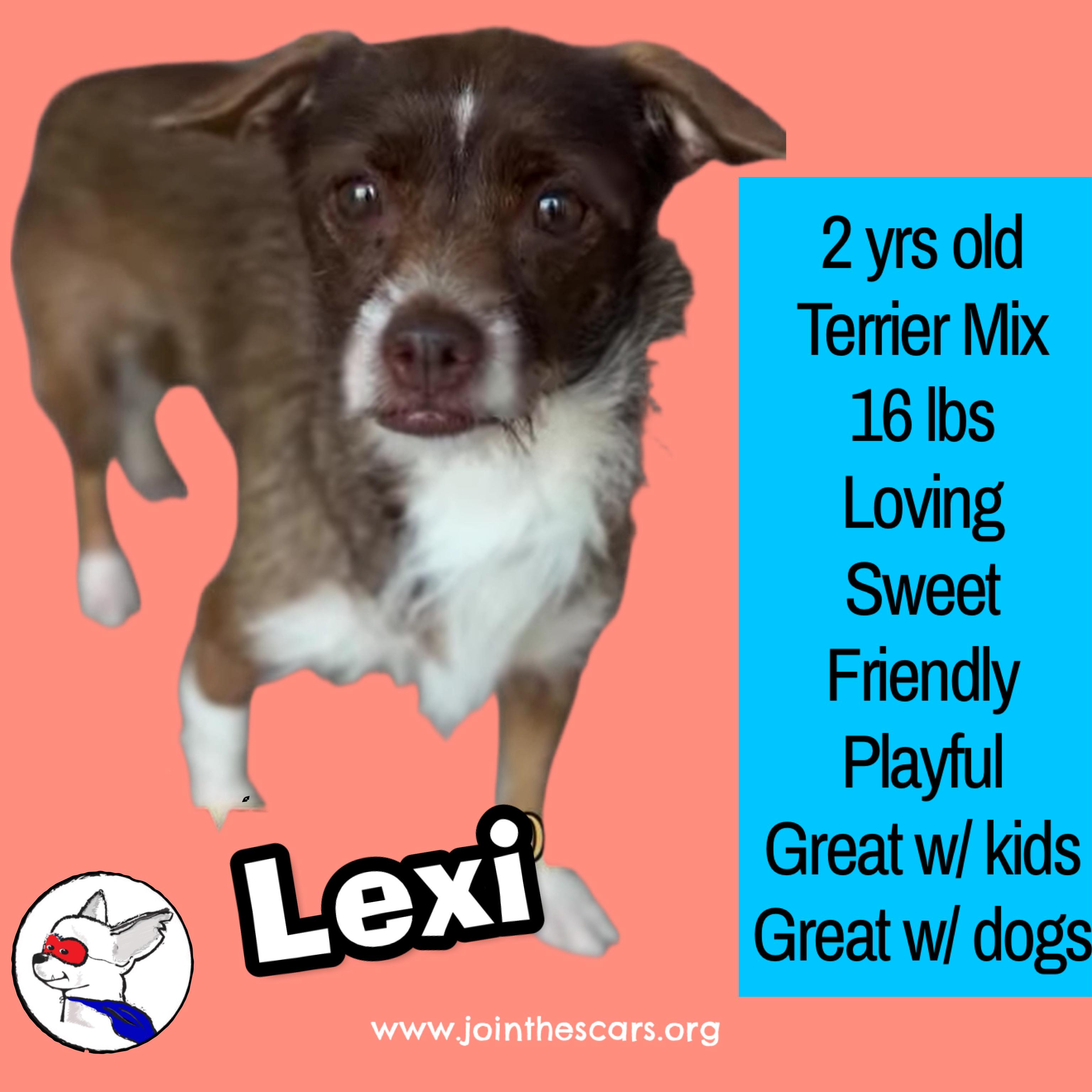Lexi, ADOPTABLE, Young Female Chihuahua.