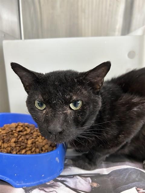 Enlarge JOHNNY, a Adoptable Domestic Short Hair in Corpus Christi, TX image 1/1