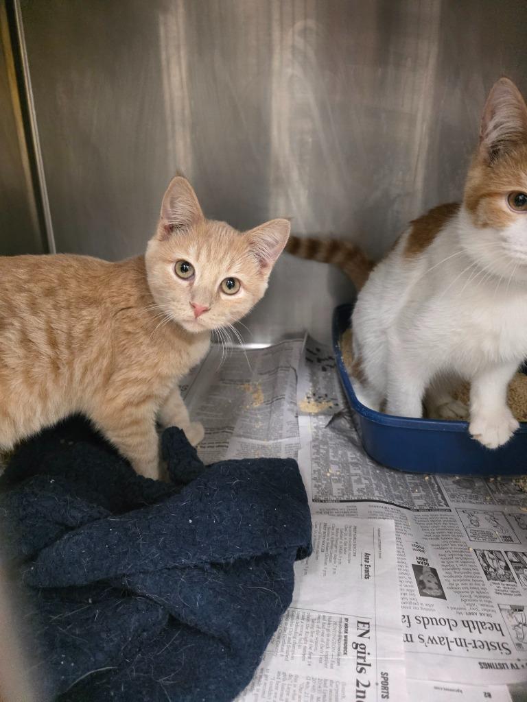 Mitten, Adoptable, Young Male Domestic Short Hair.