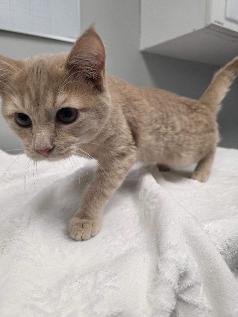 Enlarge Mitten, a Adoptable mixed breed in Angola, IN image 2/2