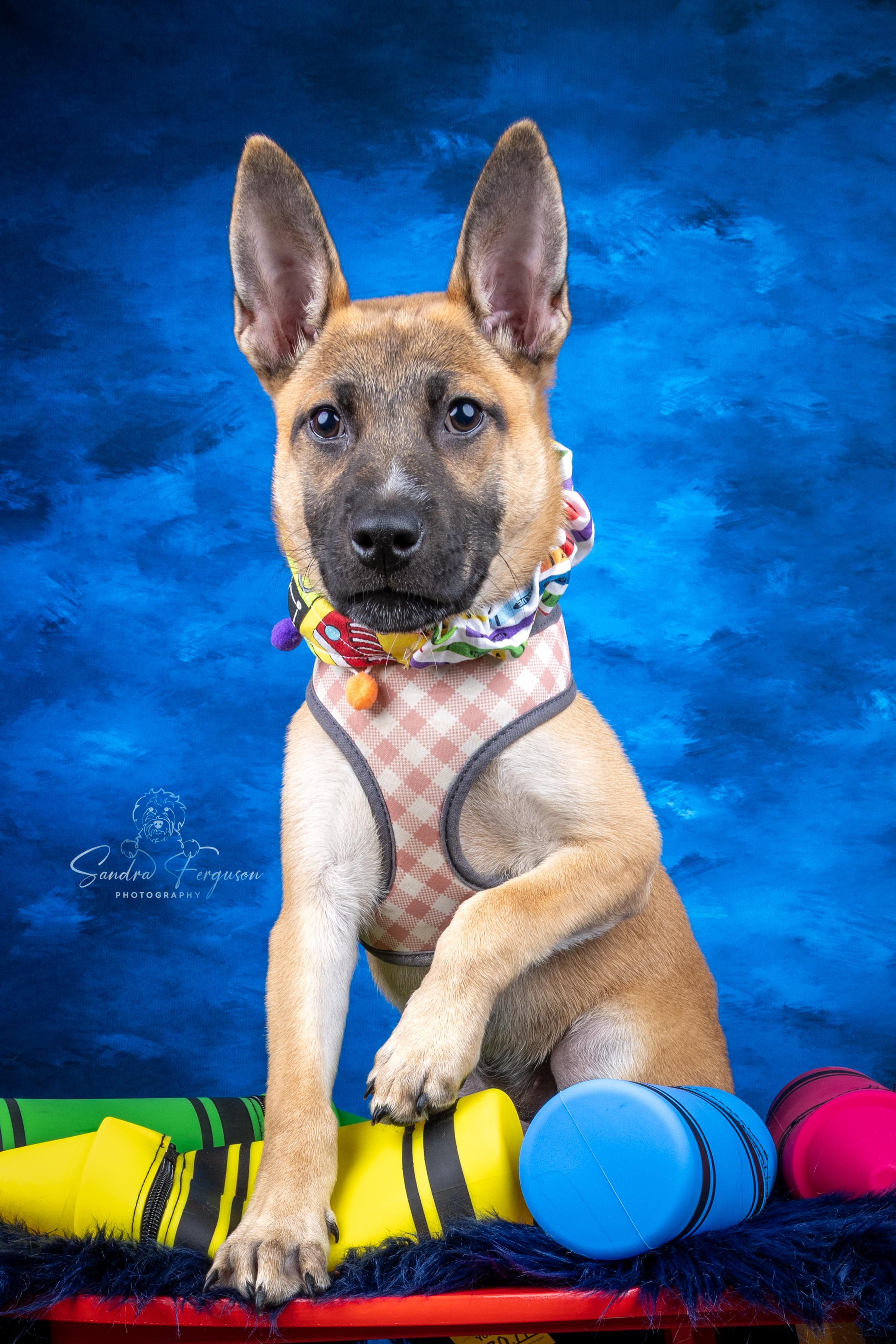 Enlarge Romy, a ADOPTABLE Shepherd in Memphis, TN image 4/5