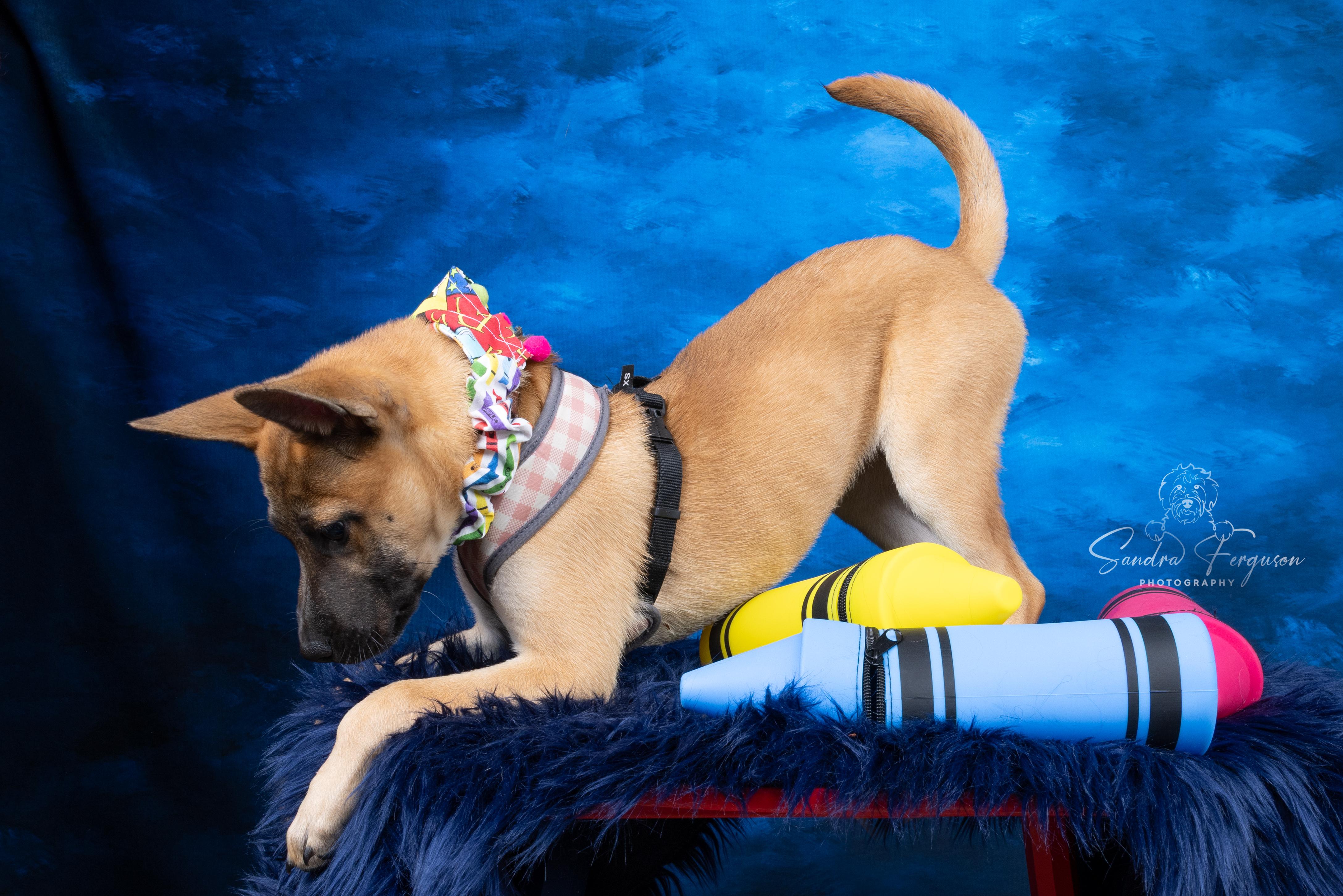 Enlarge Romy, a ADOPTABLE Shepherd in Memphis, TN image 5/5