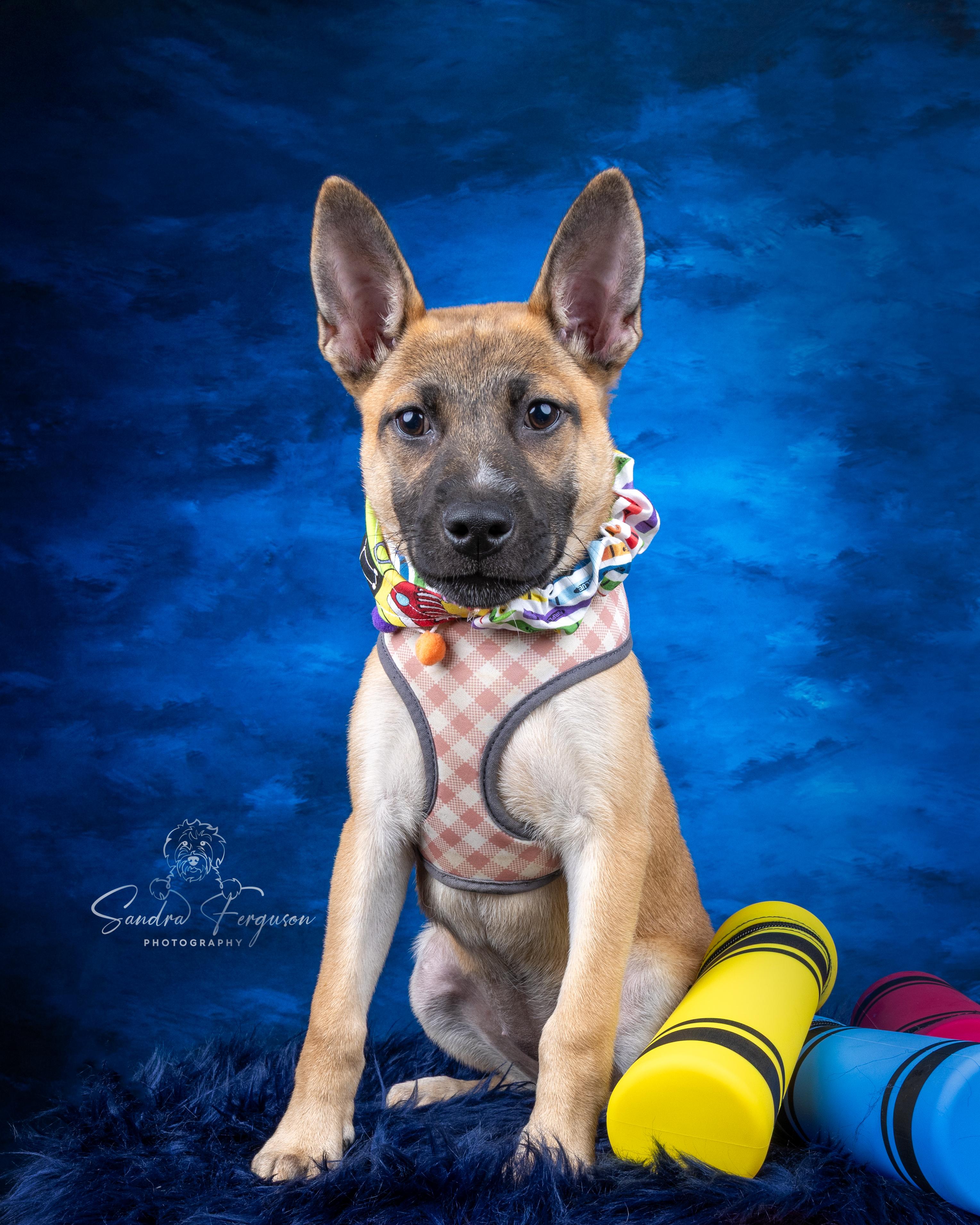 Enlarge Romy, a ADOPTABLE Shepherd in Memphis, TN image 2/5