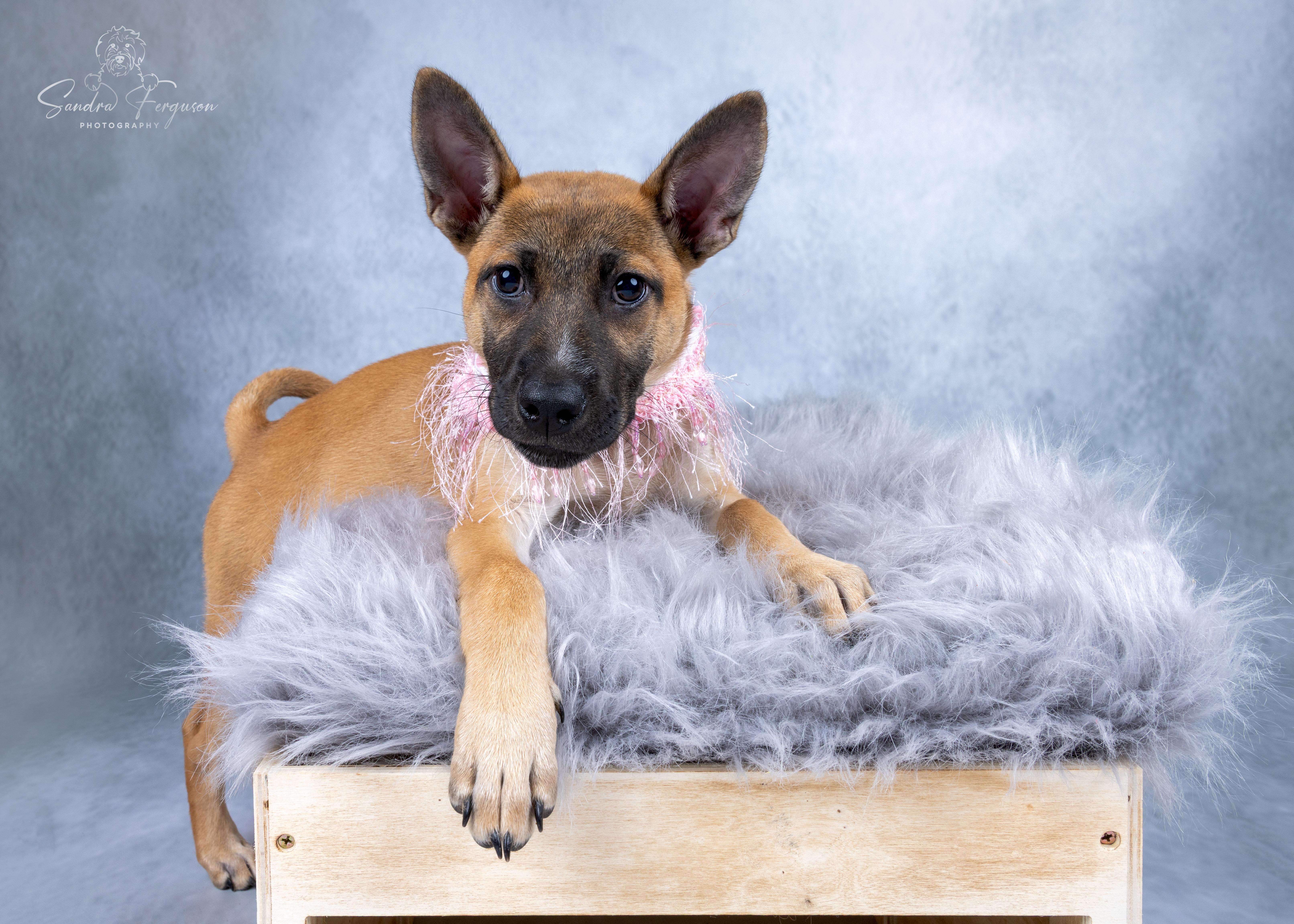 Enlarge Romy, a ADOPTABLE Shepherd in Memphis, TN image 3/5