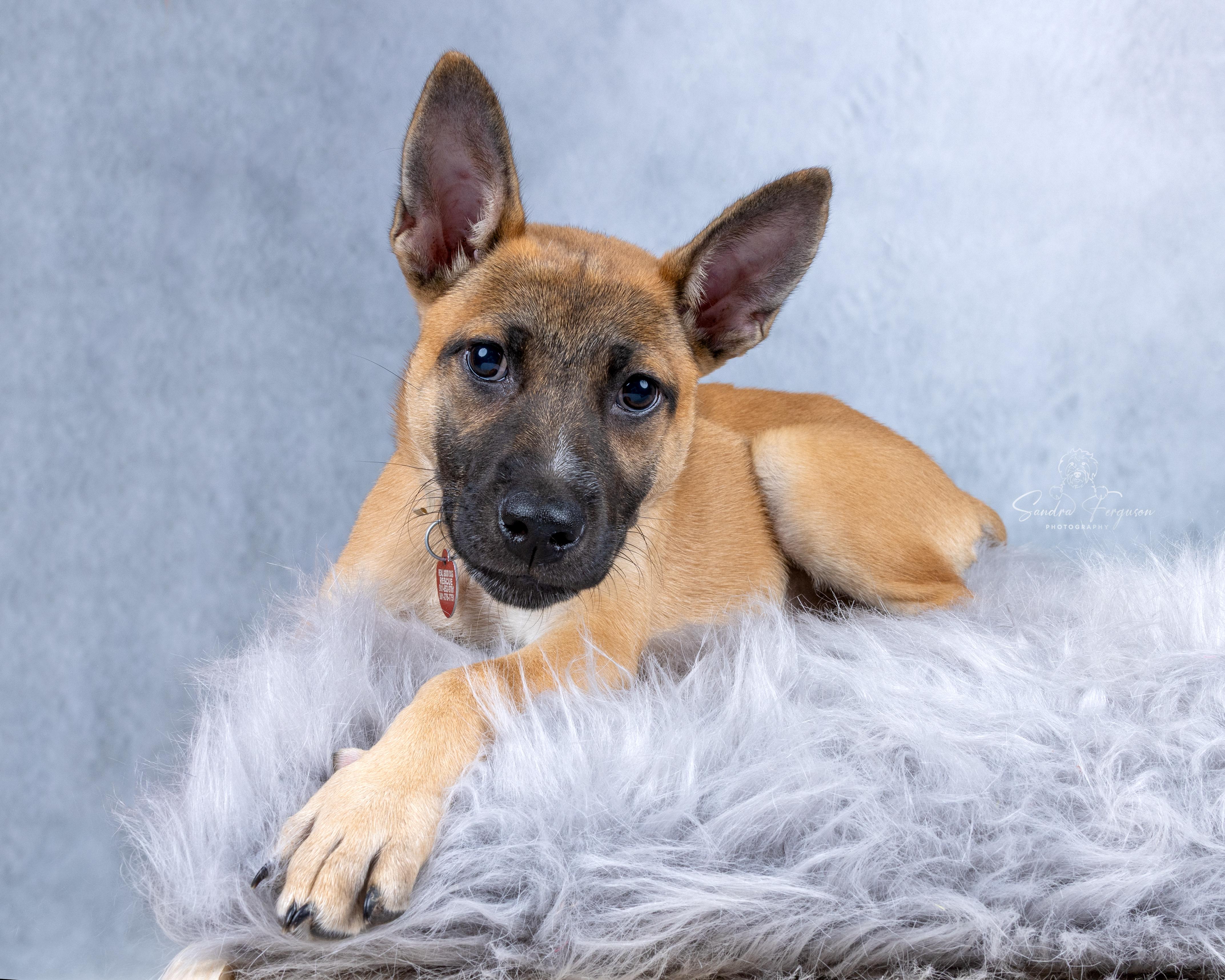 Enlarge Romy, a ADOPTABLE Shepherd in Memphis, TN image 1/5