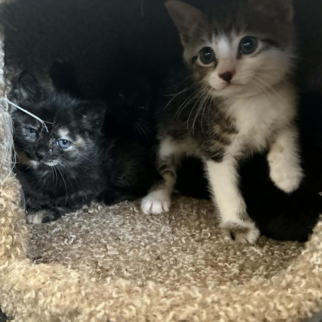 David Bowie, Adoptable, Kitten Male Domestic Short Hair.