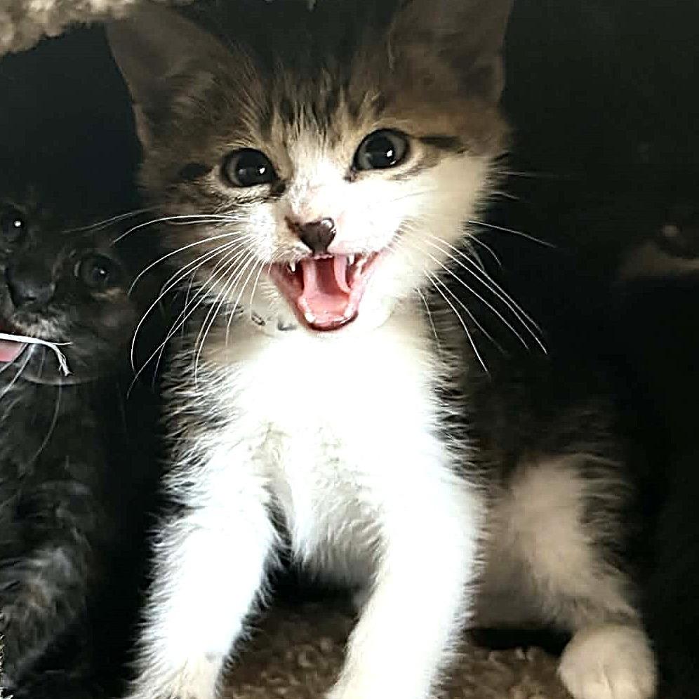 Enlarge David Bowie, a Adoptable Domestic Short Hair in Escondido, CA image 2/6