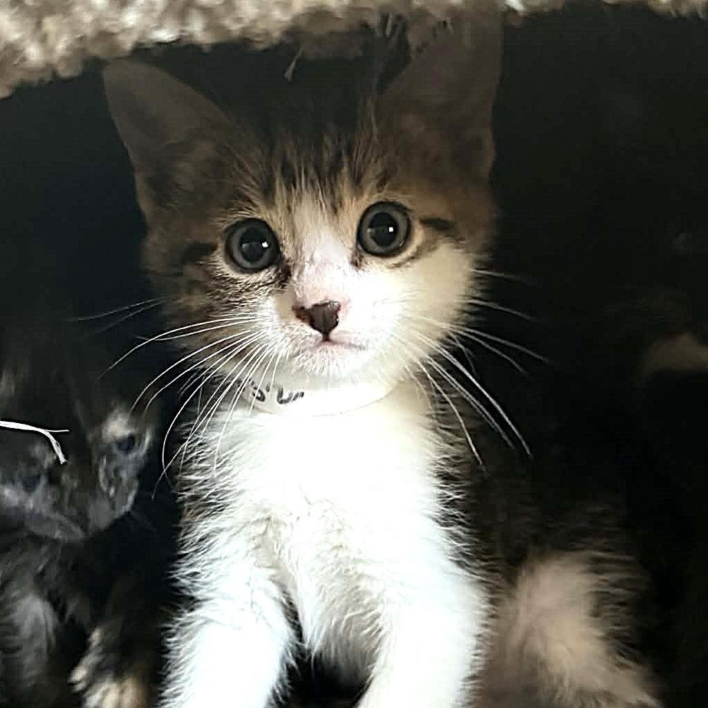 Enlarge David Bowie, a Adoptable Domestic Short Hair in Escondido, CA image 3/6