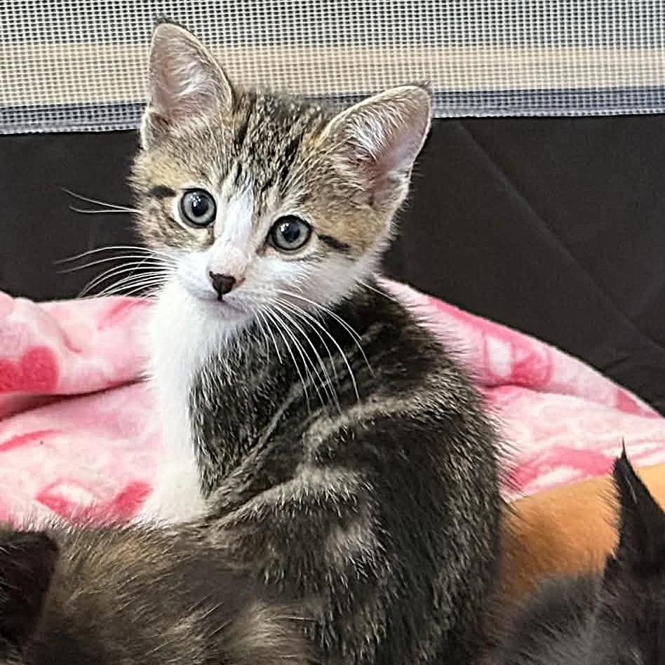 Enlarge David Bowie, a Adoptable Domestic Short Hair in Escondido, CA image 4/6