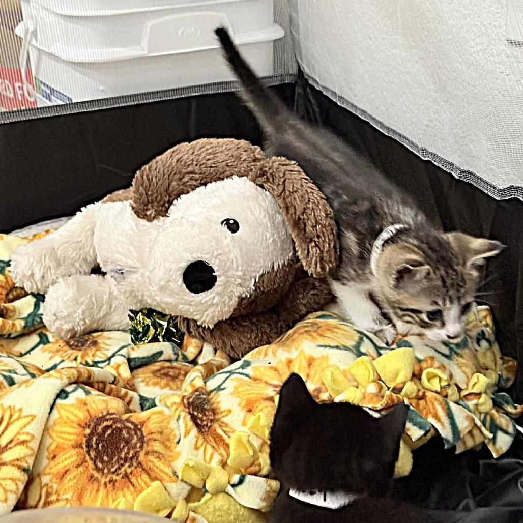 Enlarge David Bowie, a Adoptable Domestic Short Hair in Escondido, CA image 5/6