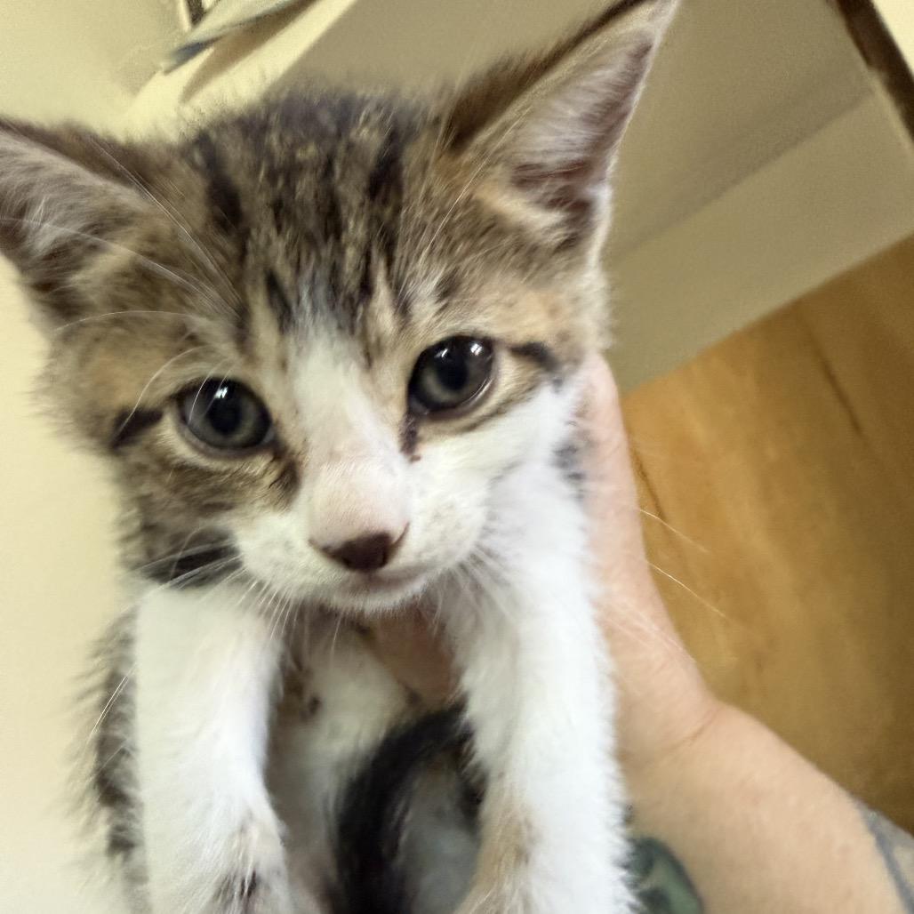 Enlarge David Bowie, a Adoptable Domestic Short Hair in Escondido, CA image 6/6