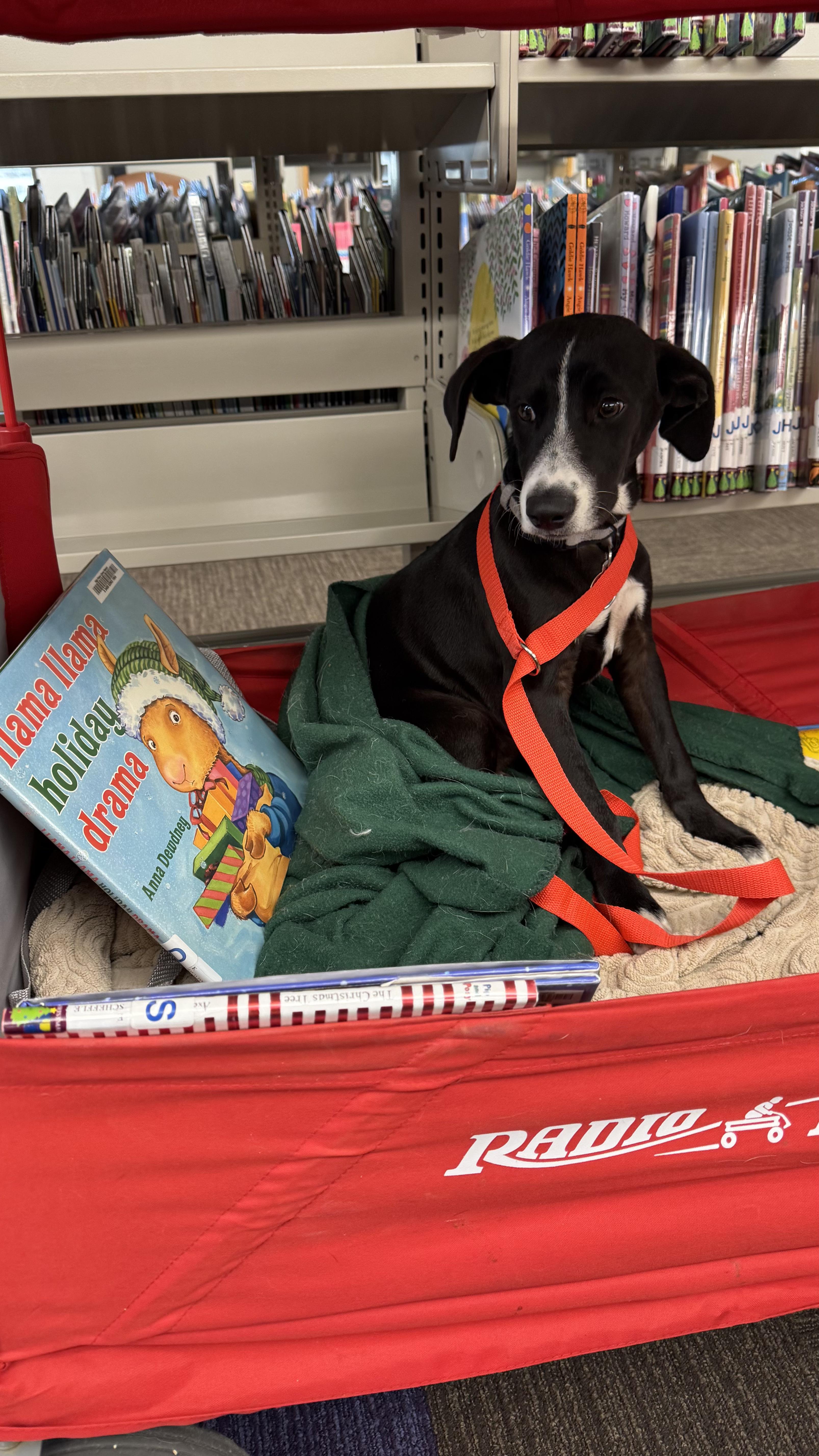 Chai, an adoptable mixed breed in Commerce City, CO image 2/4