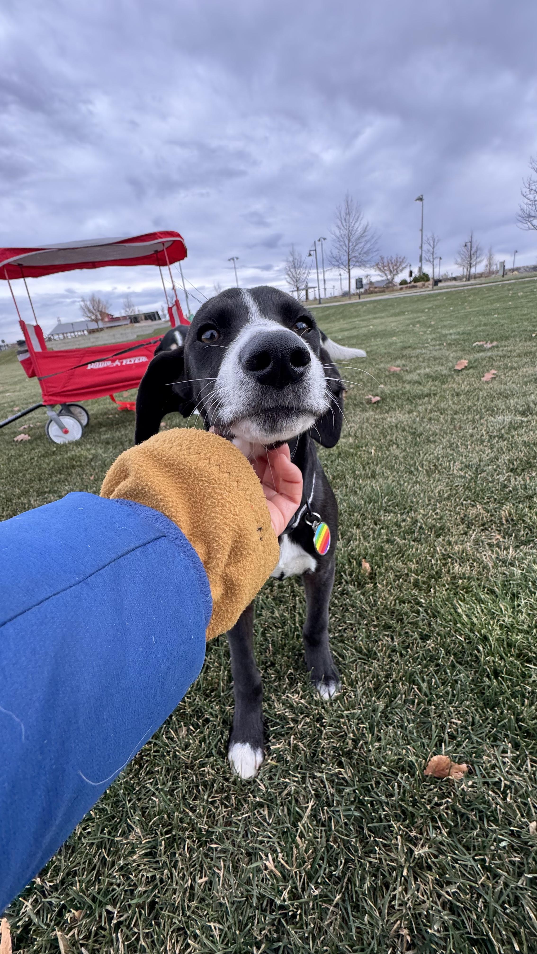 Chai, an adoptable mixed breed in Commerce City, CO image 3/4
