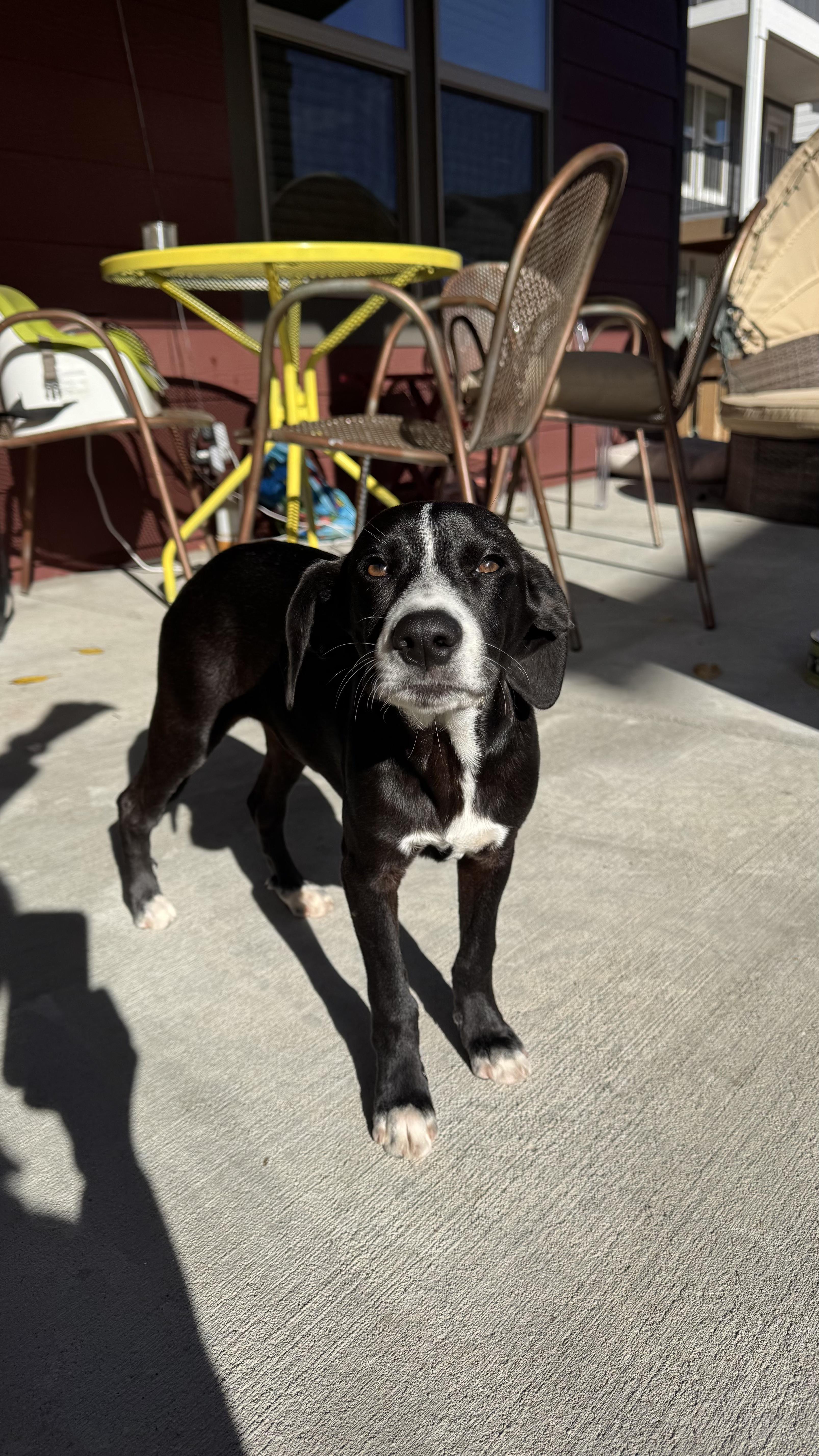 Chai, adoptable, Young Male Dachshund & Labrador Retriever.