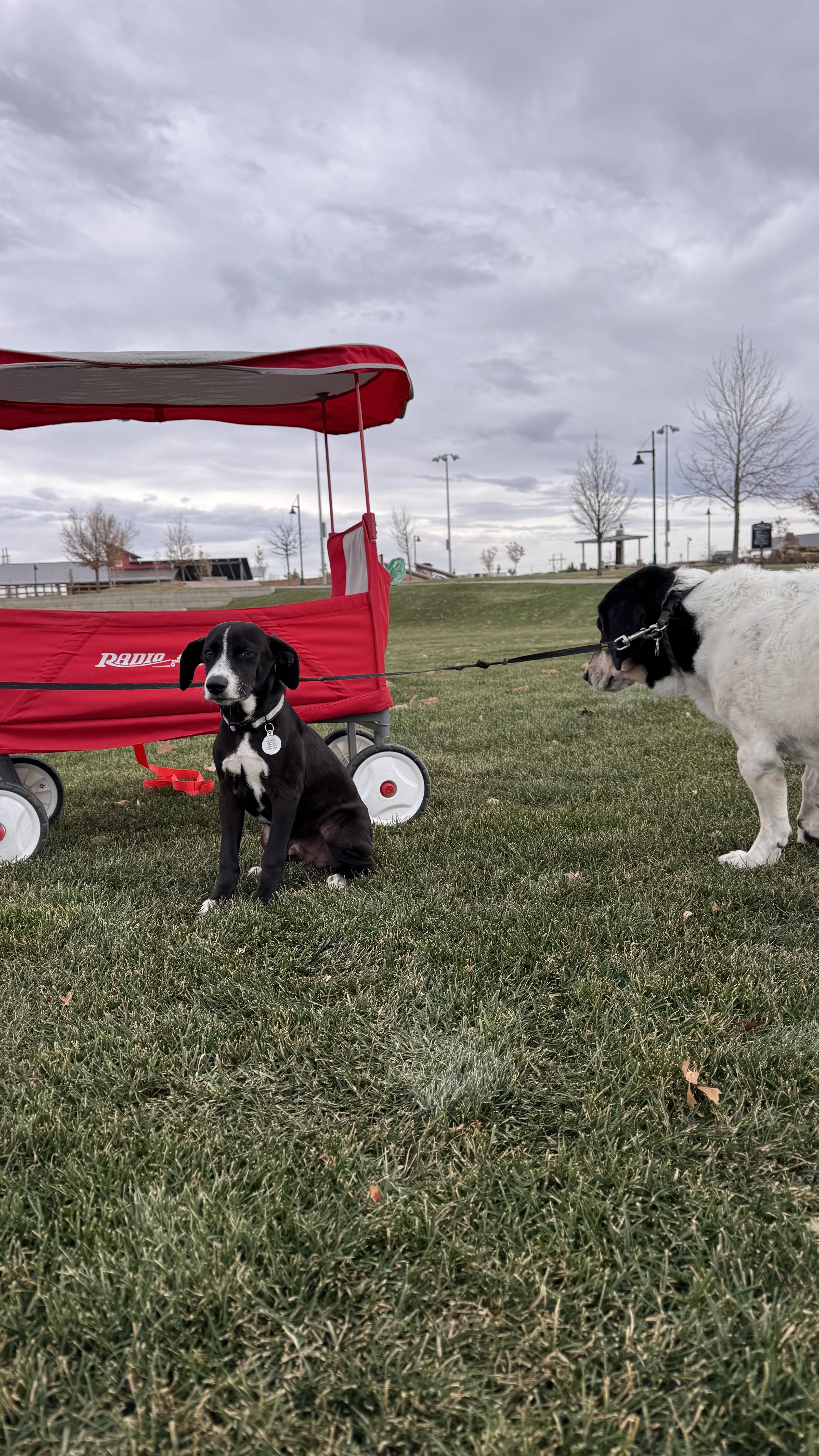 Chai, an adoptable mixed breed in Commerce City, CO image 4/4