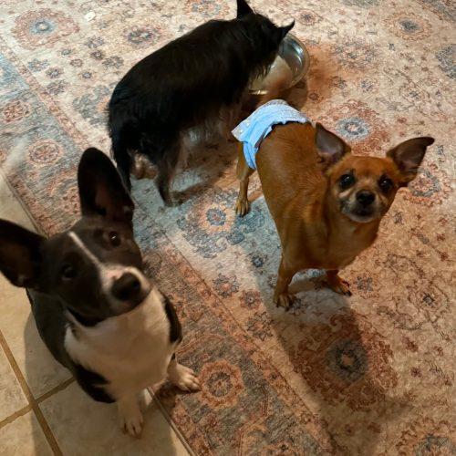 Chocolate Chip, Adoptable, Senior Male Chihuahua & Pomeranian.