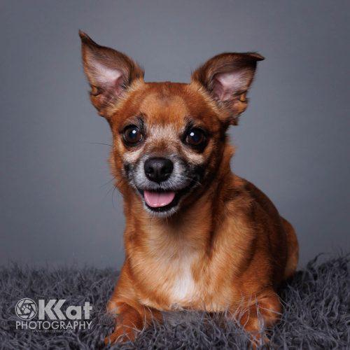 Enlarge Chocolate Chip, a Adoptable mixed breed in Edmond, OK image 2/6