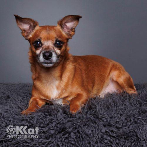 Enlarge Chocolate Chip, a Adoptable mixed breed in Edmond, OK image 3/6