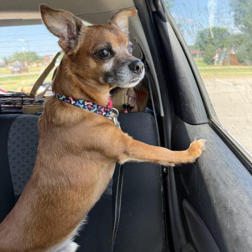 Enlarge Chocolate Chip, a Adoptable mixed breed in Edmond, OK image 4/6