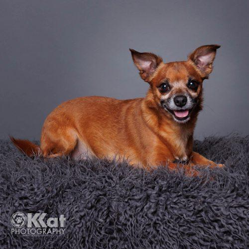 Enlarge Chocolate Chip, a Adoptable mixed breed in Edmond, OK image 5/6