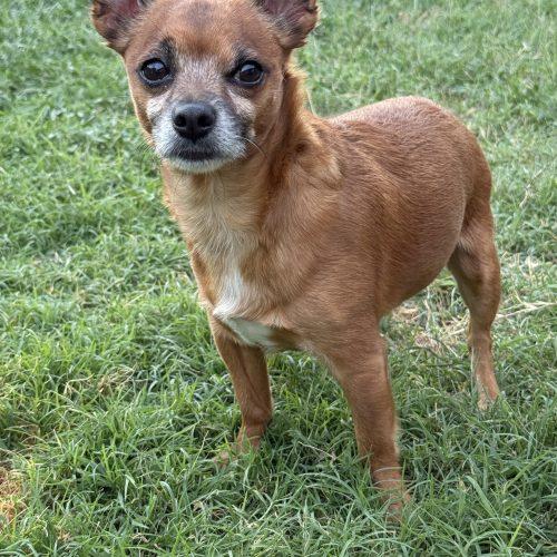 Enlarge Chocolate Chip, a Adoptable mixed breed in Edmond, OK image 6/6