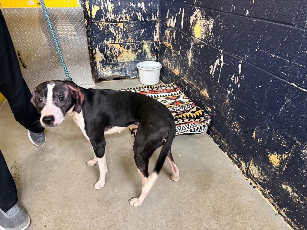 Enlarge Belle, a Adopted mixed breed in Murray, KY image 1/2